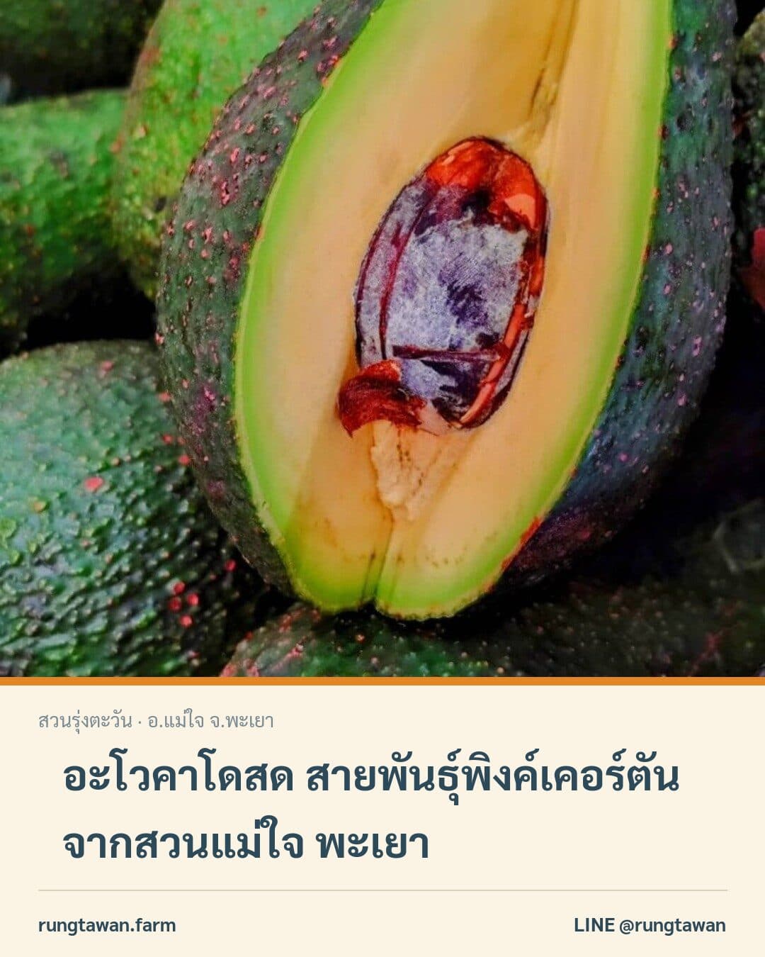 อะโวคาโดพิงค์เคอร์ตัน (พิงค์เพอร์ตัน) ผลสด สวนแม่ใจ พะเยา