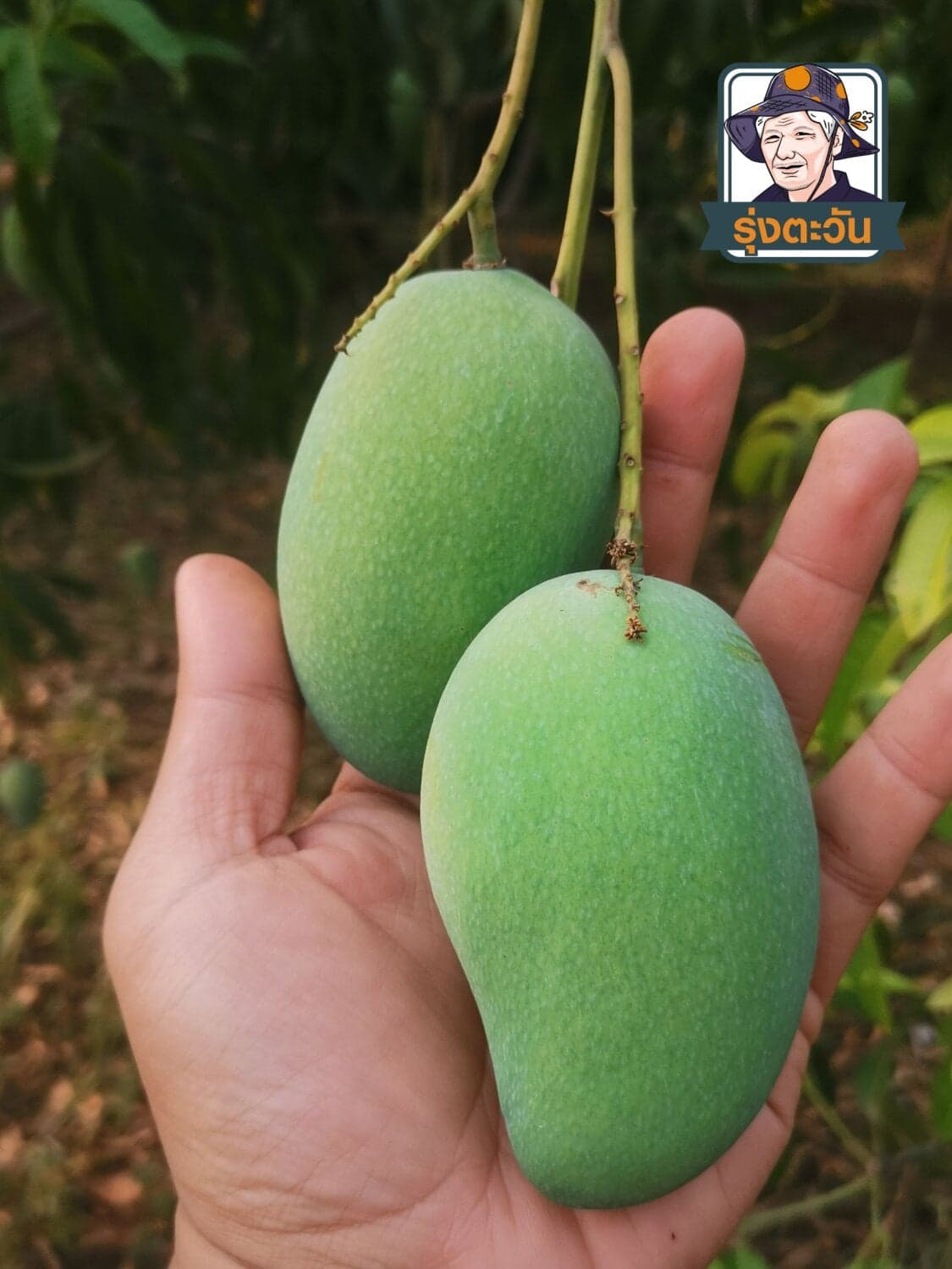 มะม่วงอกร่องทอง