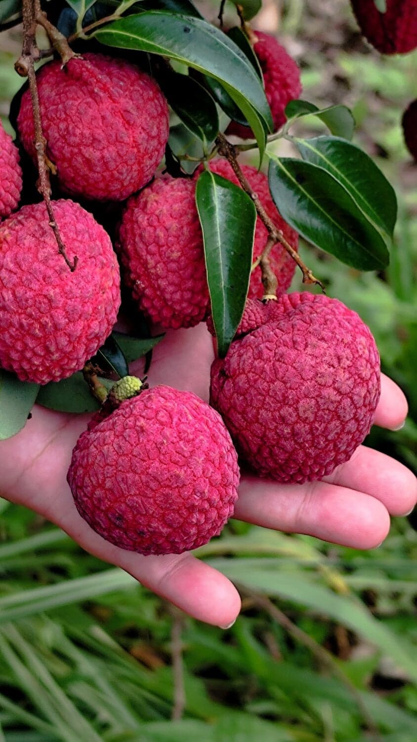 ลิ้นจี่จักรพรรดิ