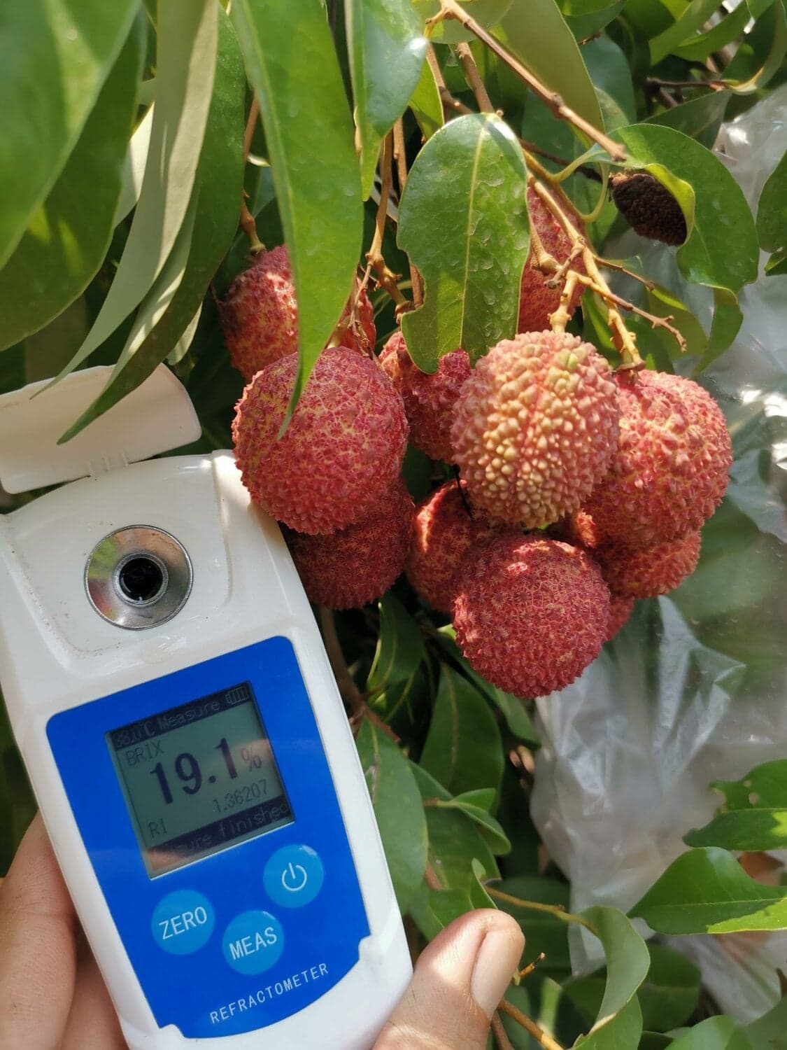 ลิ้นจี่ค่อมเขียวหวาน อำเภอแม่ใจ จังหวัดพะเยา