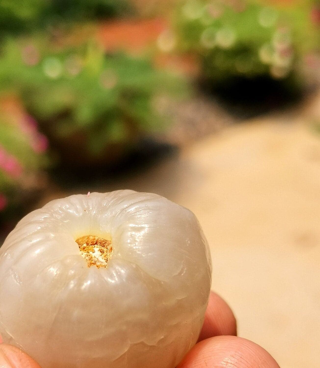 ลิ้นจี่ค่อมอัมพวา หรือ ค่อมดำ