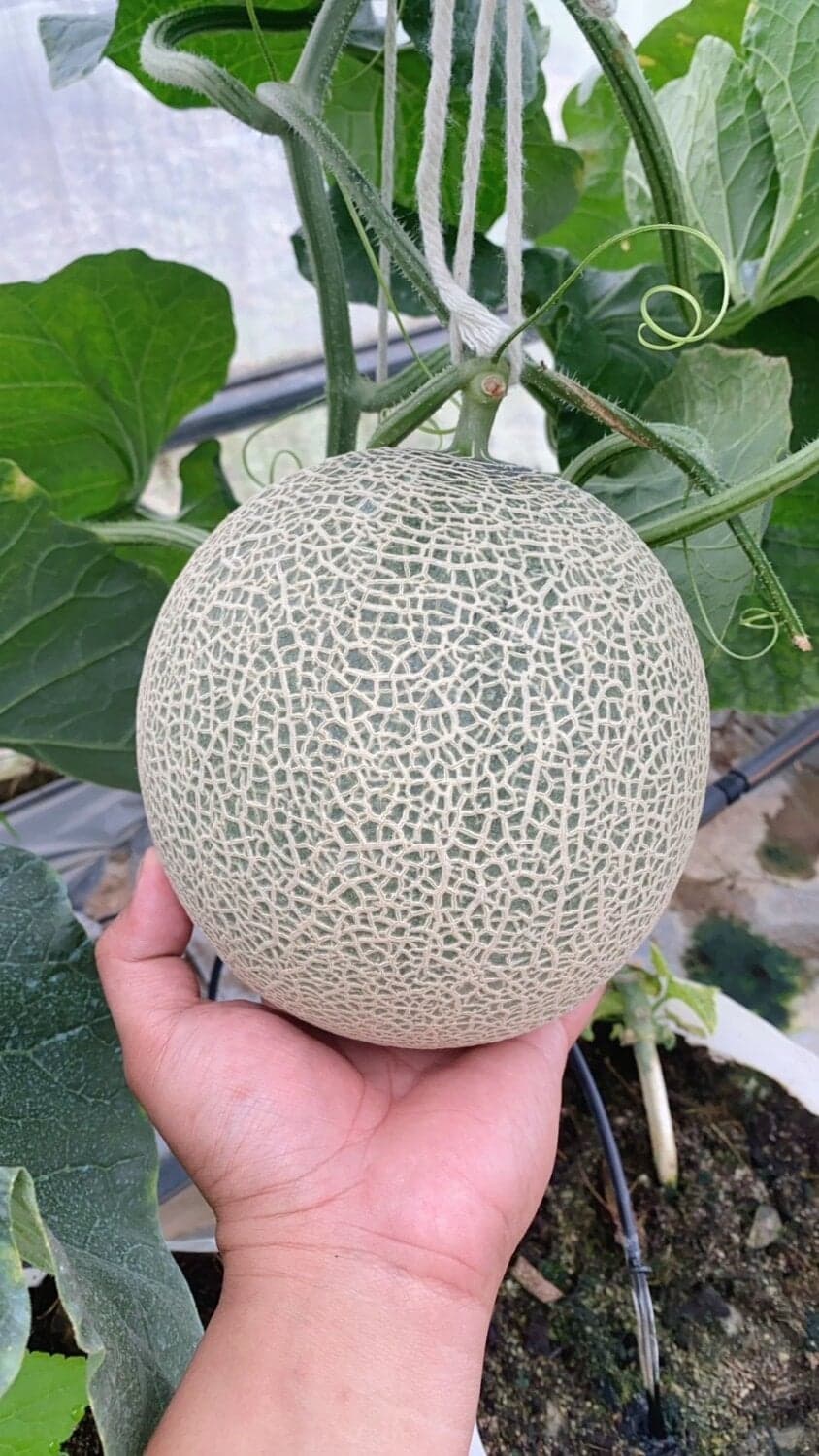 เมล่อนญี่ปุ่น พันธุ์อาซาฮี