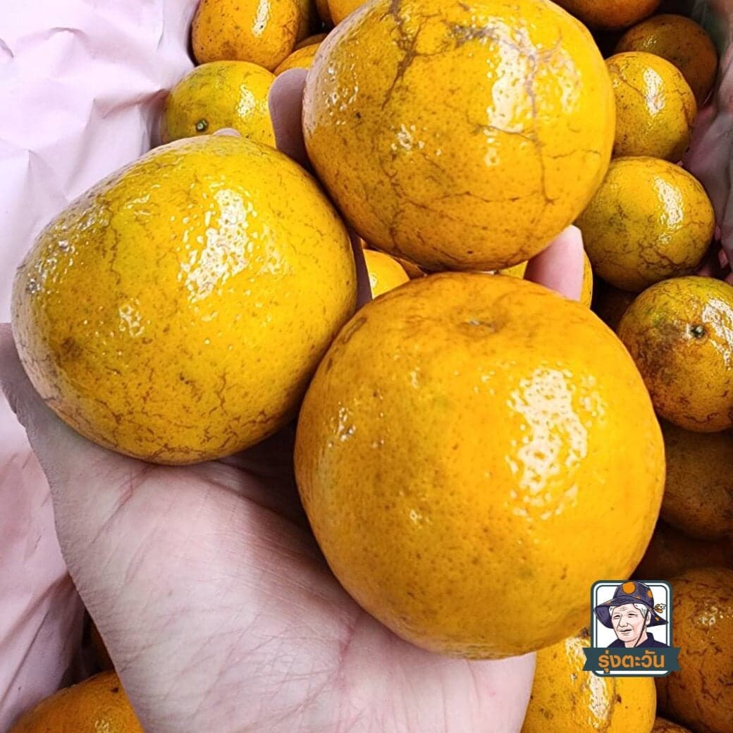 ลิ้นจี่กิมเจ็ง คัดพิเศษ