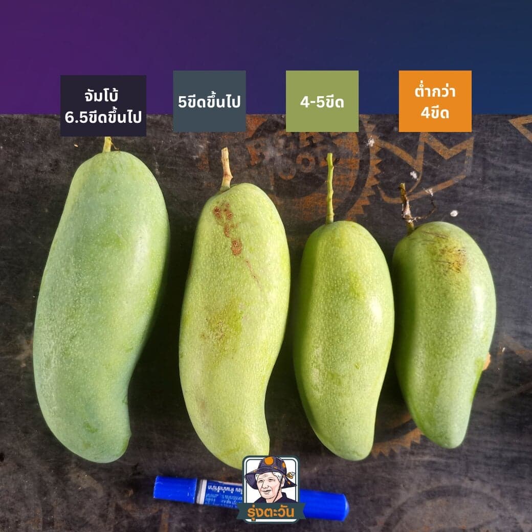 มะม่วงมันขุนศรี สวนรุ่งตะวัน